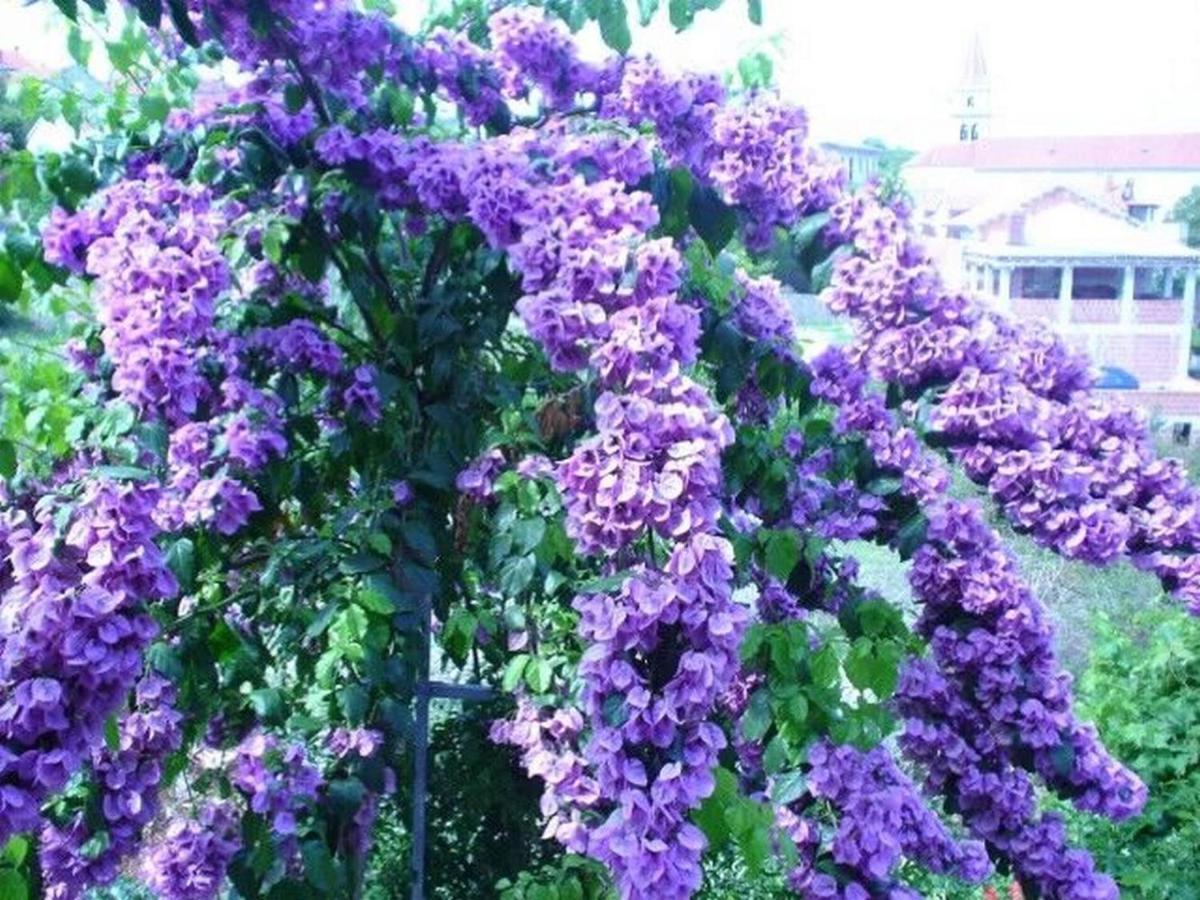 Apartments Jelka พอสติรา ภายนอก รูปภาพ